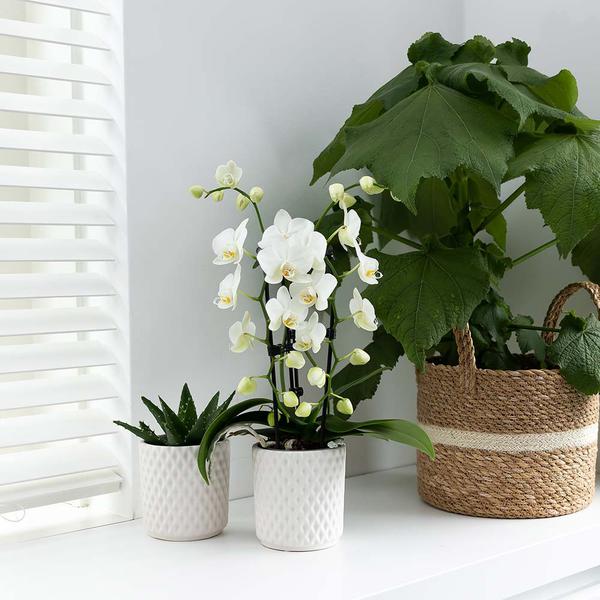 Kolibri Orchids | witte Phalaenopsis orchidee - Niagara Fall - potmaat Ø9cm | bloeiende kamerplant - vers van de kweker