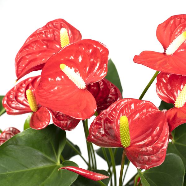 Anthurium Red - Ø17cm - ↕55cm