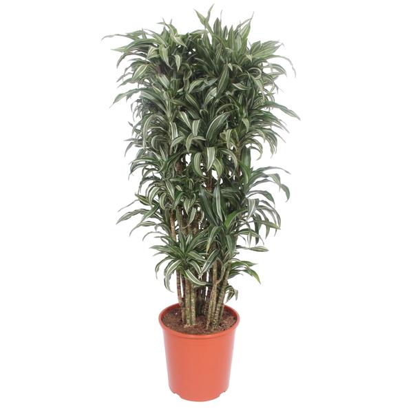 Dracaena Warneckei compacta - 150 cm - ø30