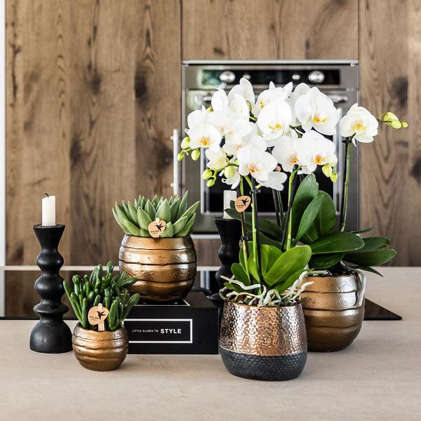 Kolibri Orchids | geel rode Phalaenopsis orchidee – Spain + Elite sierpot copper – potmaat Ø9cm | bloeiende kamerplant in bloempot - vers van de kweker