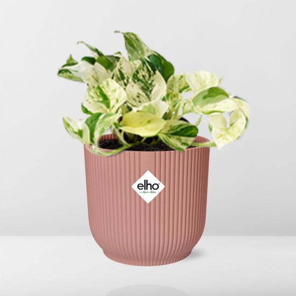 Epipremnum Pinnatum Happy Leaf in ELHO Vibes Fold 14cm roze