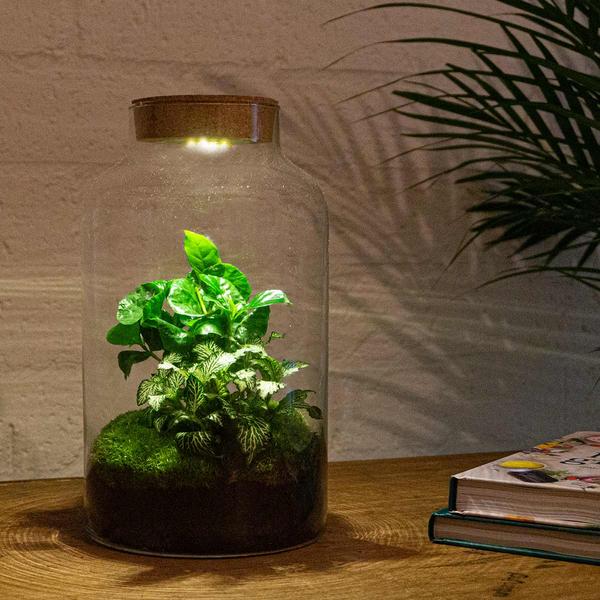 DIY terrarium - Milky Coffea met lamp - ↕ 31 cm - Rake + Shovel + Tweezer + Scissors