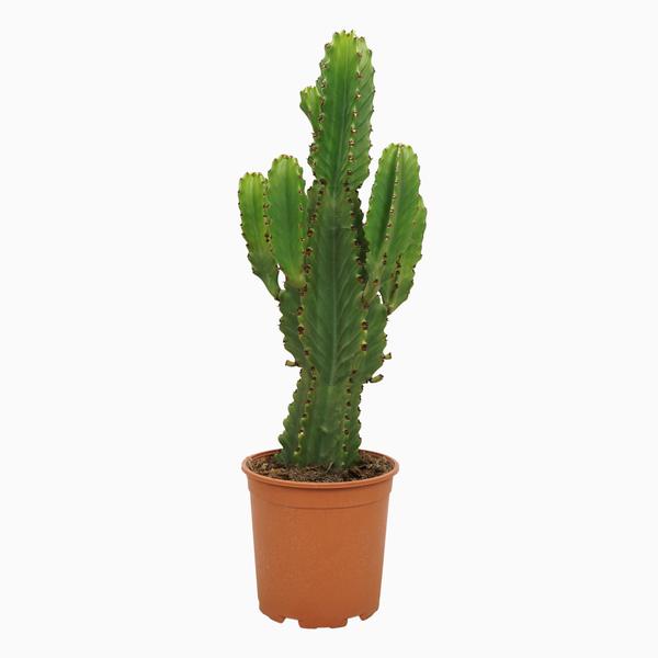 Euphorbia ingens 21cm