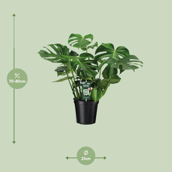 Monstera Deliciosa  - Ø21cm - ↕65cm