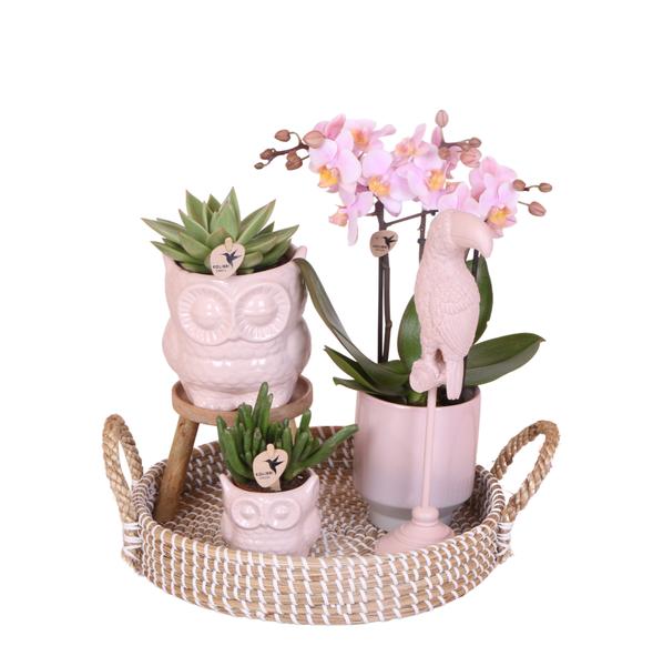 Kolibri Company | Gift set Romantic| Plantenset met roze Phalaenopsis Orchidee en Succulenten incl. keramieken sierpotten