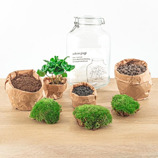 DIY terrarium - Jar - Coffea Arabica - ↕ 28 cm - Rake + Shovel + Tweezer + Scissors