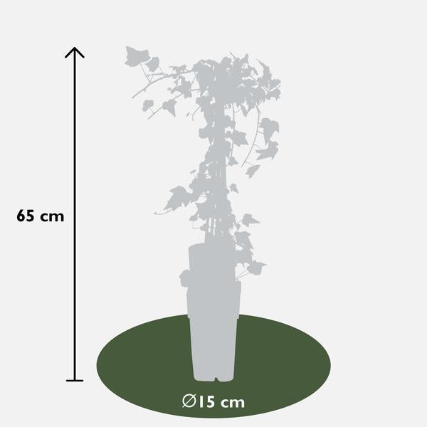 Hedera helix 'Goldheart' - Ø15cm - ↕65cm