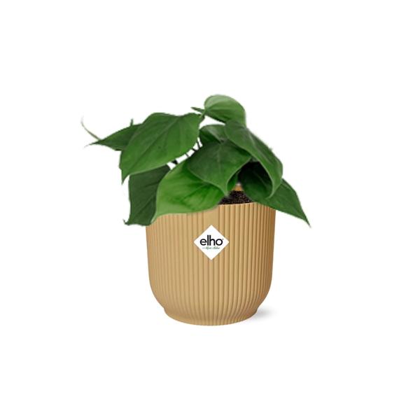 Philodendron Scandens in ELHO Vibes Fold 14cm geel