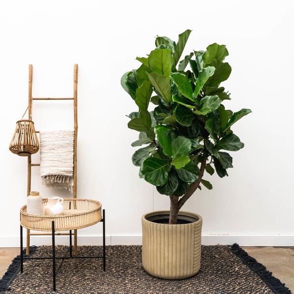 Ficus Lyrata vertakt XXL - 220cm - ø40