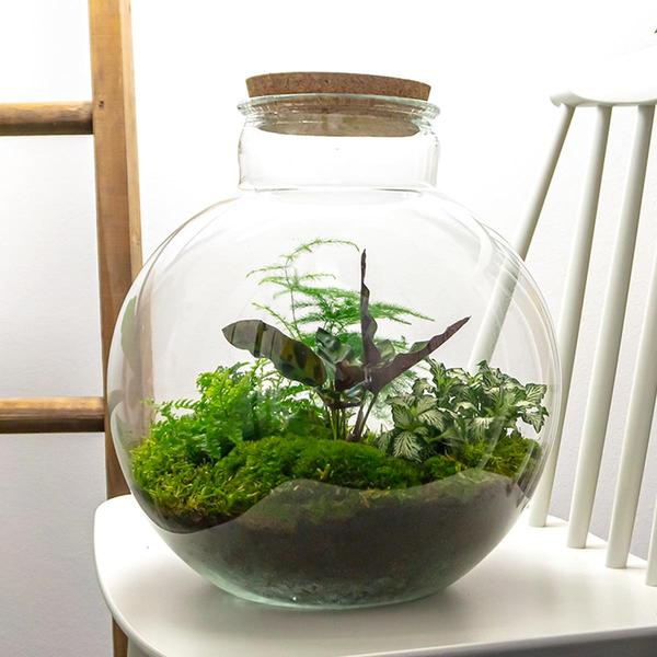 DIY terrarium - Bolder Bob - ↕ 30 cm - Normal