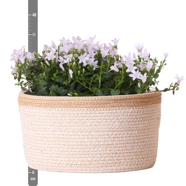 Campanula Addenda Ambella white - Cotton schaal met Campanula met watergeefsysteem - 3 stuks - Klokjesbloem wit- potmaat 12cm - binnen & buiten