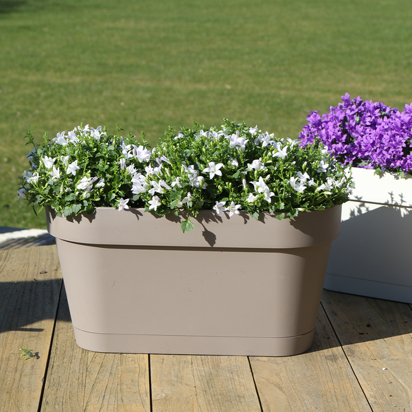 Campanula Addenda Ambella white - Balkonbak taupe met 3 stuks campanula potmaat 12cm - Incl. ophangsysteem - Klokjesbloem wit - vaste planten - tuinplanten