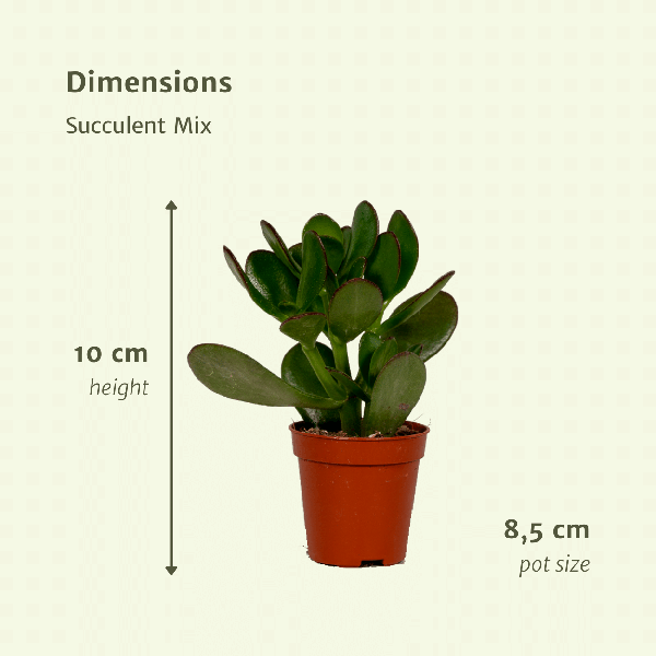 Succulenten Mix - 9 stuks - Ø8,5cm - ↕10 cm