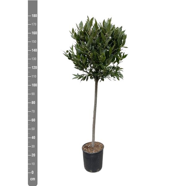 Laurus Nobilis stam - 210 cm - ø40