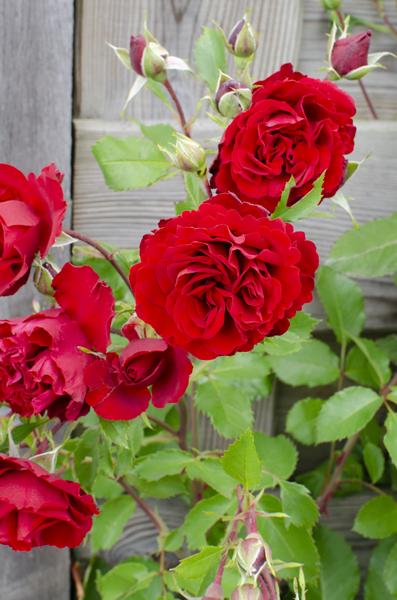 Rosa Crazy in love 'Red' - Rode Roos - Ø15cm - ↕65cm