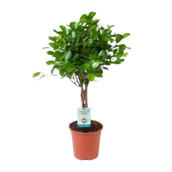Ficus Microcarpa Moclame - Ø17cm - ↕70cm