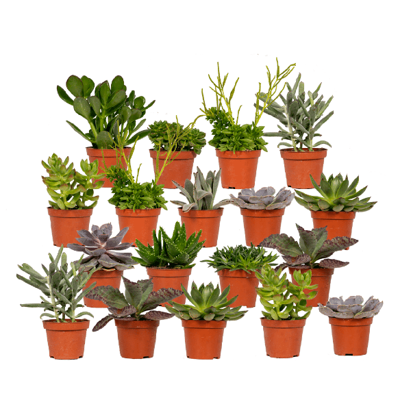 Everspring - Succulenten Mix - 18 stuks - 10 cm - Ø8,5 - 18