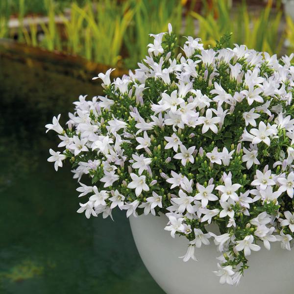 Campanula Addenda - Klokjesbloem wit potmaat 12cm - 1m2 bodembedekker - 6 stuks - Ambella white - tuinplanten - winterhard