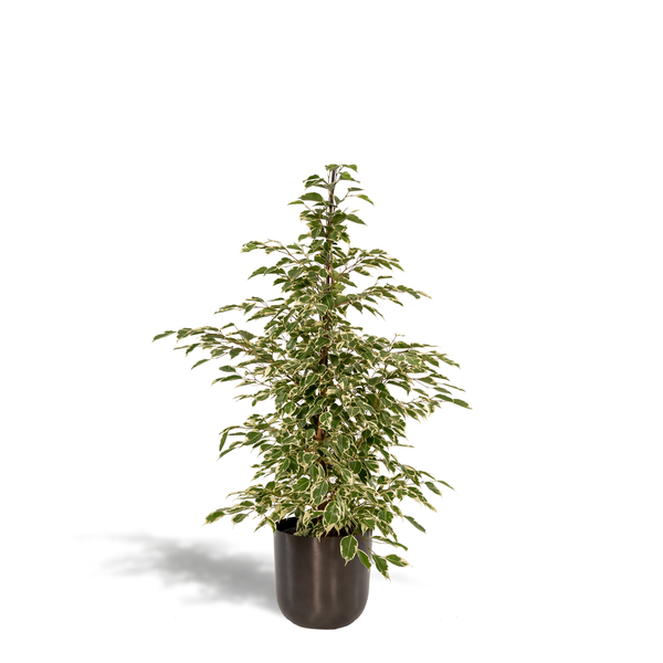 Ficus benjamina Twilight - Ø21cm - ↕95cm + Pot Mayk Lead