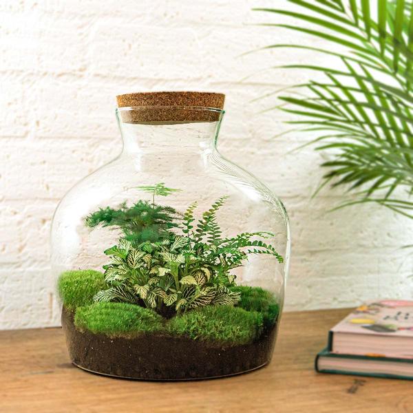 DIY terrarium - Fat Joe Groen - ↕ 30 cm - Normal