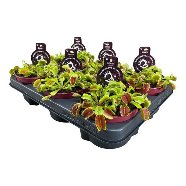 Dionaea Muscipula - Ø12 ↕12