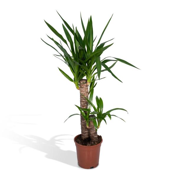 Yucca Elephantipes - Ø17cm - ↕85cm