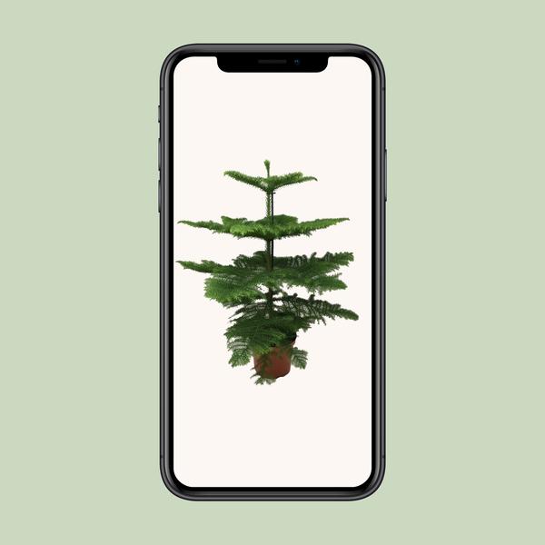 Araucaria - Ø21cm - ↕100cm