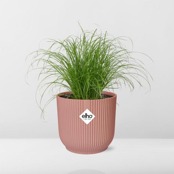 Cyperus Alternifolius Zumula in ELHO Vibes Fold 14cm roze