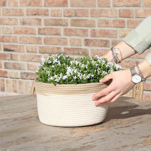 Campanula Addenda Ambella white - Cotton schaal met Campanula met watergeefsysteem - 3 stuks - Klokjesbloem wit- potmaat 12cm - binnen & buiten