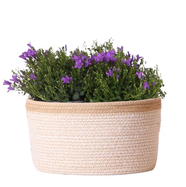 Campanula Addenda Ambella Intense purple - Cotton schaal met Campanula met watergeefsysteem - 3 stuks - Klokjesbloem paars  - potmaat 12cm - binnen & buiten