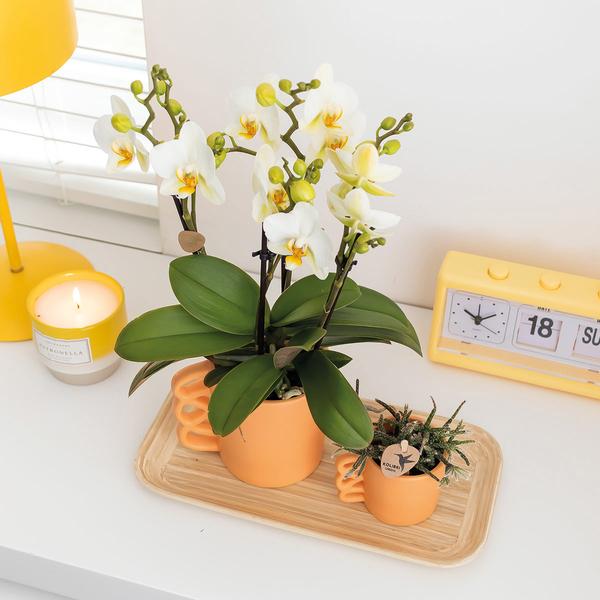 Kolibri Orchids | Plantenset Optimisme small| Groene planten met witte Phalaenopsis orchidee in Optimism sierpotten en witte dienblad