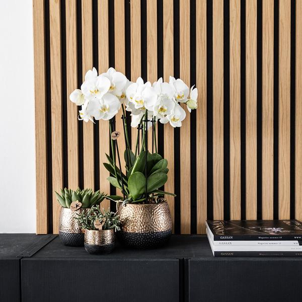 Kolibri Orchids | geel rode Phalaenopsis orchidee – Spain + Elite sierpot copper – potmaat Ø9cm | bloeiende kamerplant in bloempot - vers van de kweker