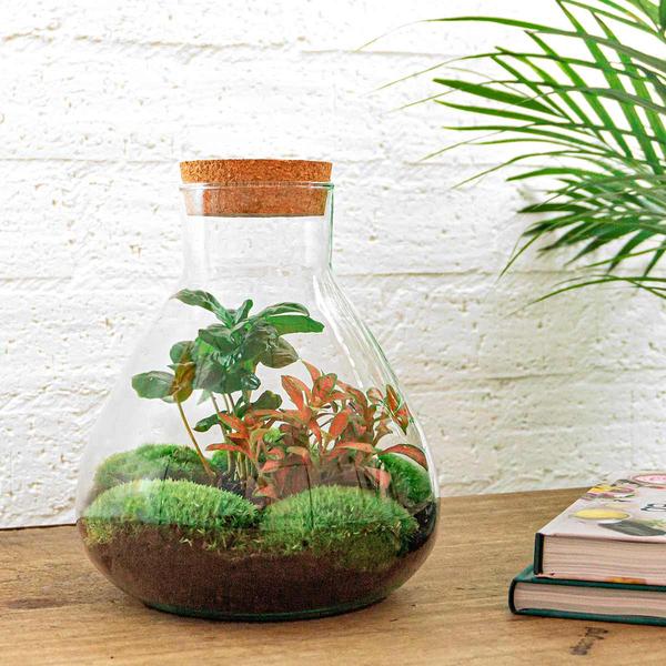 DIY terrarium - Sammie Coffea - ↕ 27 cm - Rake + Shovel