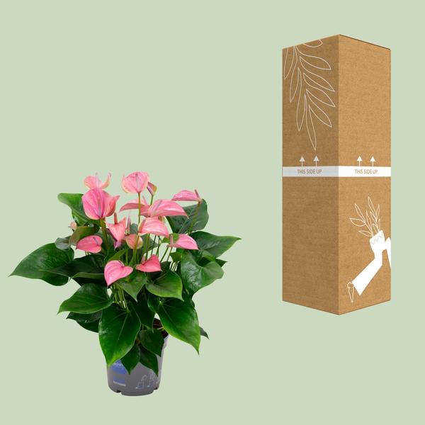 Anthurium KARMA Joli - Ø17cm - ↕55cm