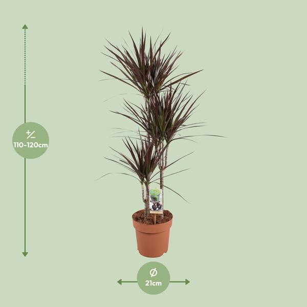 Dracaena Magenta - Ø21cm - ↕120cm