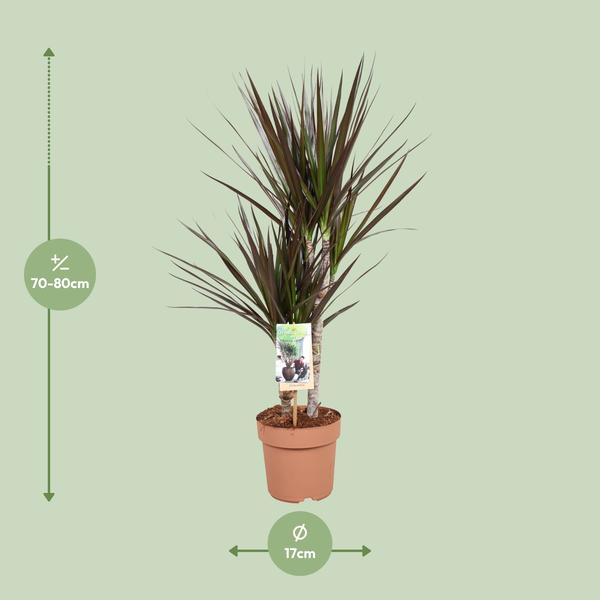 Dracaena Magenta - Ø17cm - ↕80cm