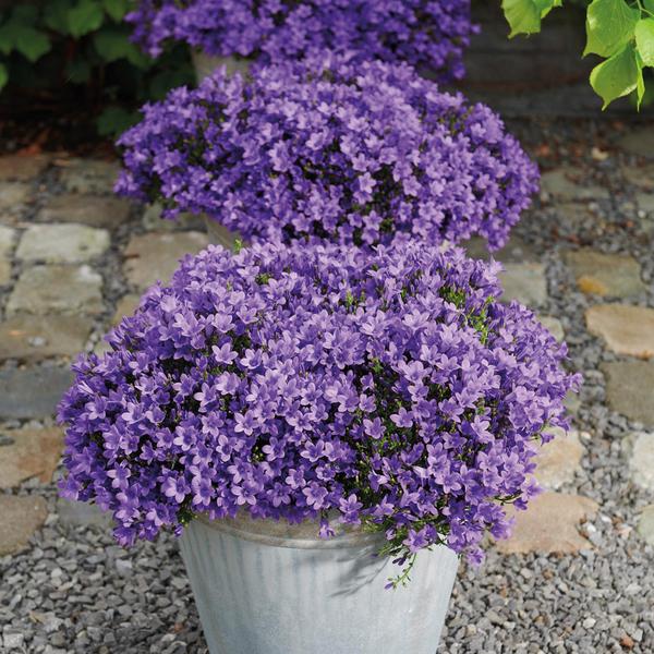 Campanula Addenda - Klokjesbloem paars potmaat 12cm - 2m2 bodembedekker - 12 stuks - Ambella purple - tuinplanten - winterhard