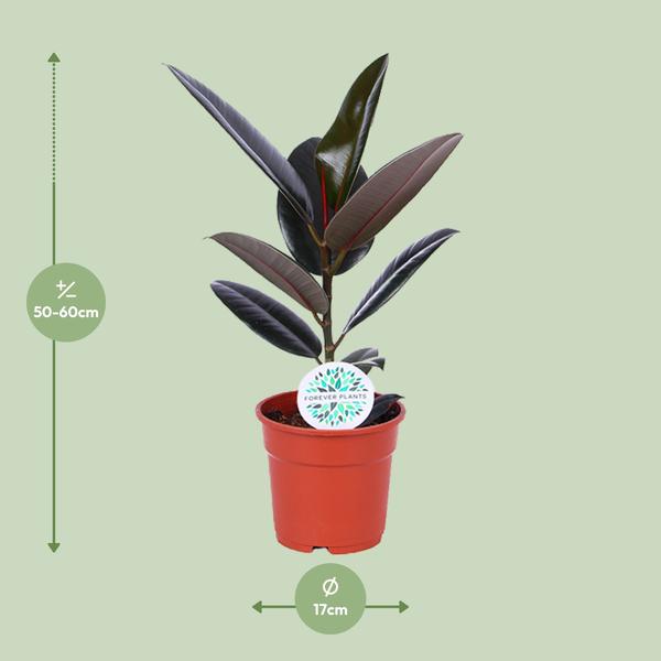 Ficus Elastica Abidjan - Ø17cm - ↕55cm