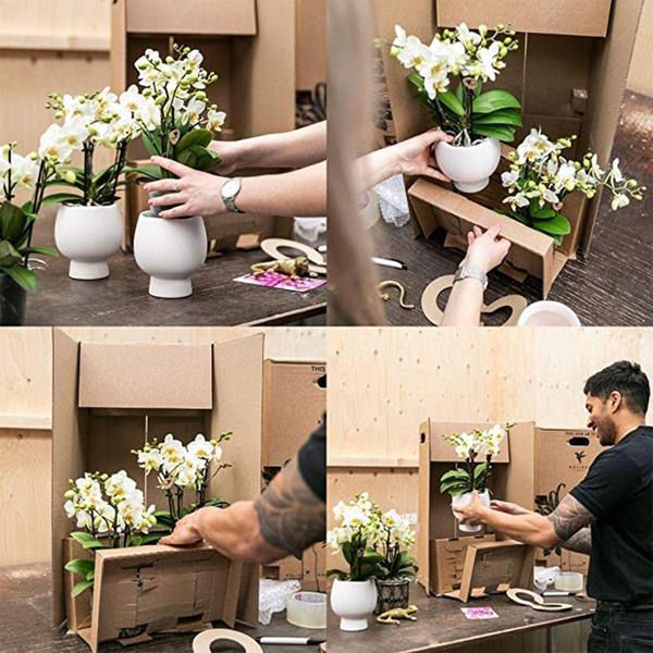 Kolibri Orchids | Plantenset Optimisme small| Groene planten met witte Phalaenopsis orchidee in Optimism sierpotten en witte dienblad