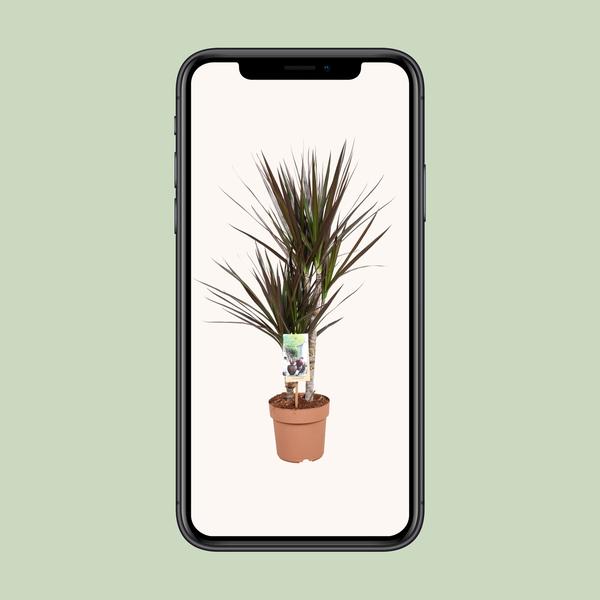 Dracaena Magenta - Ø17cm - ↕80cm