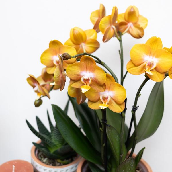 Kolibri Orchids | Oranje gouden Phalaenopsis orchidee - Jewel Las Vegas - potmaat Ø12cm | bloeiende kamerplant - vers van de kweker