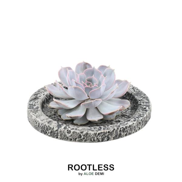 ROOTLESS Succulent Echeveria Lilacina in schaal 'Concrete' Ø20 cm - ↕5 cm