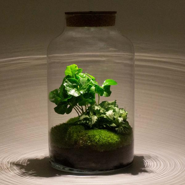 DIY terrarium - Milky Coffea met lamp - ↕ 31 cm - Rake + Shovel + Tweezer