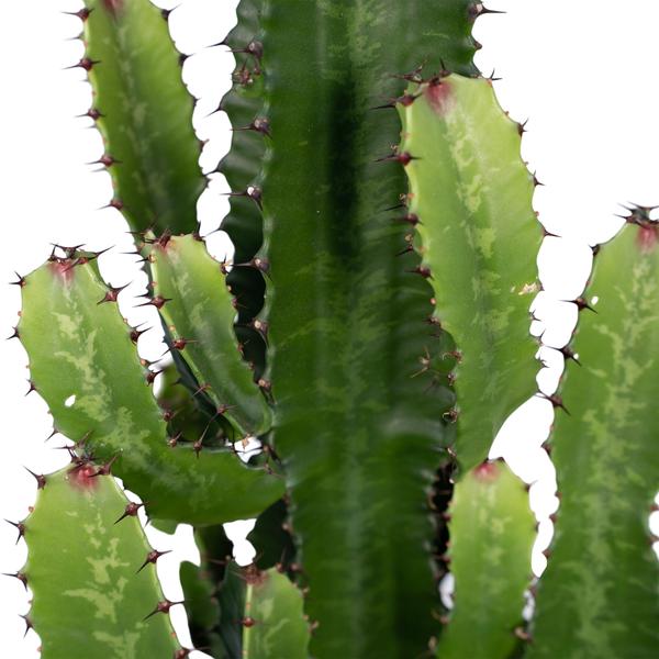 Euphorbia Acrurensis - Ø24cm - ↕60cm