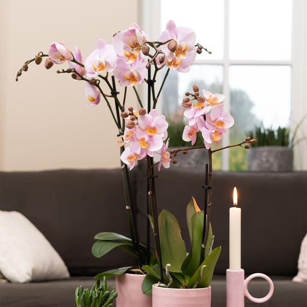 Kolibri Orchids | roze Phalaenopsis orchidee -Mineral Kikion - potmaat Ø12cm | bloeiende kamerplant - vers van de kweker