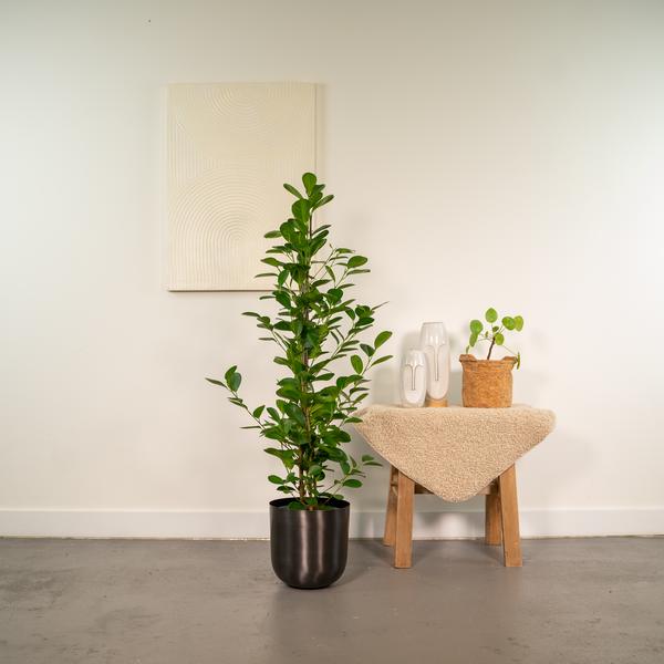 Ficus microcarpa Moclame - Ø21cm - ↕95cm + Pot Mayk Lead