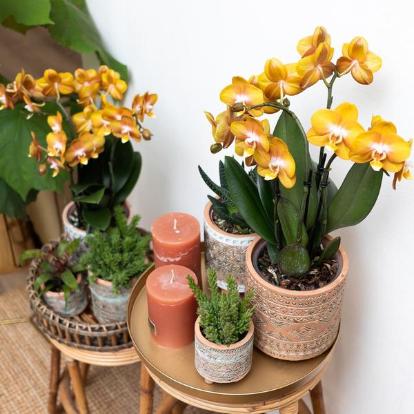 Kolibri Orchids | Oranje gouden Phalaenopsis orchidee - Jewel Las Vegas - potmaat Ø12cm | bloeiende kamerplant - vers van de kweker