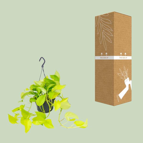 Epipremnum Golden Pothos - Scindapsus - Ø15 - ↕25cm