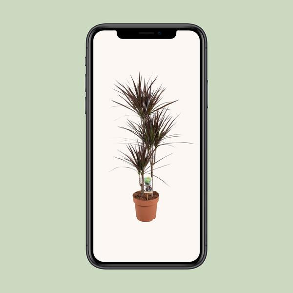 Dracaena Magenta - Ø21cm - ↕120cm