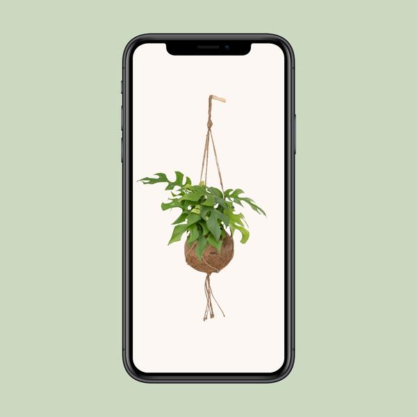 Kokodama Monstera Minima Hang - Ø15cm - ↕25cm